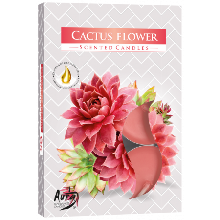 Vonná čajová svíčka Kaktusový květ 6 ks v krabičce