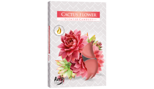 Vonná čajová svíčka Kaktusový květ 6 ks v krabičce